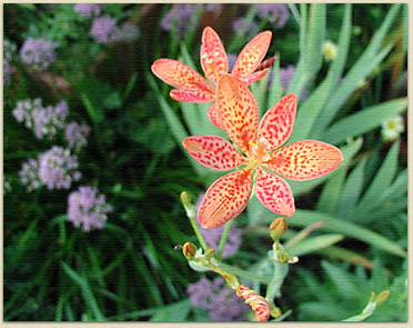 Blackberry lilies