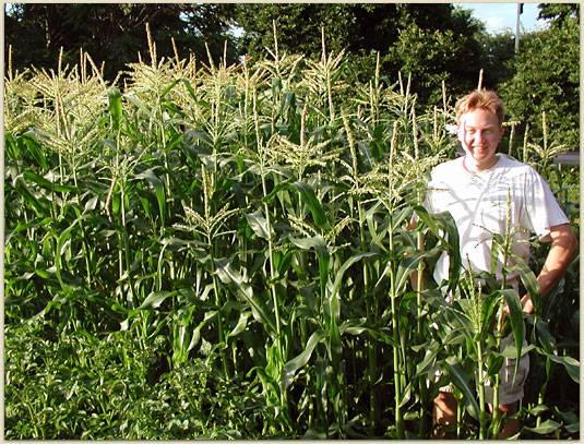 Got corn?  Bob sure does!