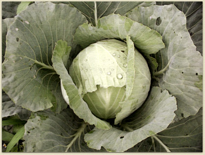 A perfect cabbage in Janet's garden