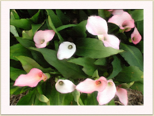 Gus and Gail's calla lilies