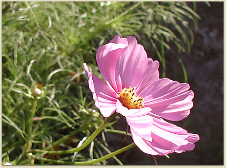 Cosmos