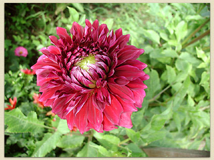 A gorgeous dahlia approaching its peak