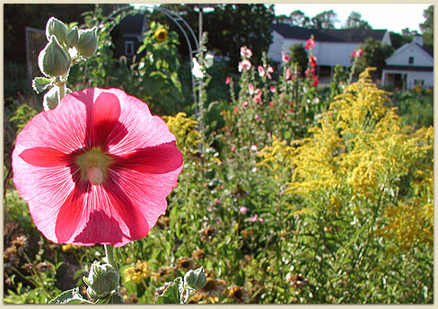 One happy hollyhock