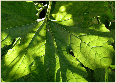 September leaf