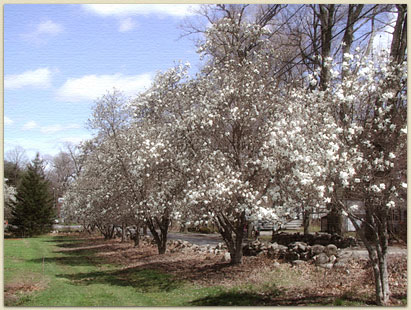 The magnolia trees along Lincoln Rd.