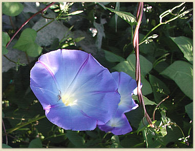 Morning Glory, crab-spider