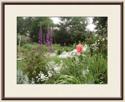 A lone peach poppy