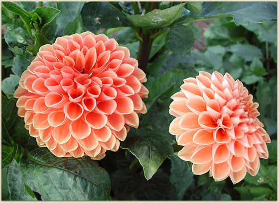 Codman's resident dahlia queen has competition this season.  Sorry, Laurie ;o)
