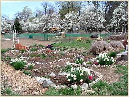 Mary Ellen's perennial garden