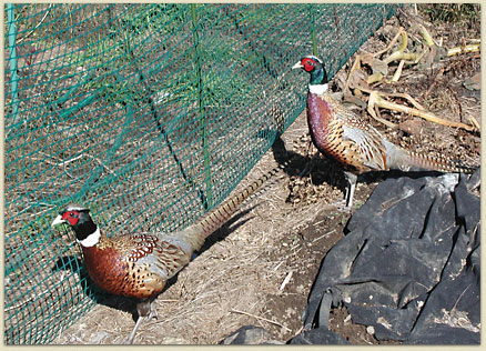 A couple of well-dressed garden visitors