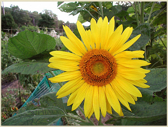 I think this flower smiled for the camera...