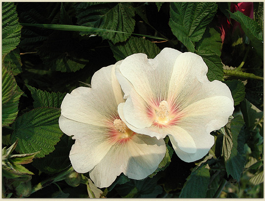 Orchids in Hawaii?  No, hollyhocks in Lincoln!