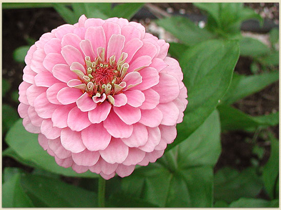 One of Kiri and Laura's perfect zinnias